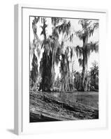 Cypress Trees Covered in Spanish Moss-null-Framed Photographic Print