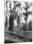 Cypress Trees Covered in Spanish Moss-null-Mounted Photographic Print
