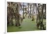 Cypress trees draped in Spanish moss, Circle B Ranch, Polk County, Florida-Adam Jones-Framed Photographic Print