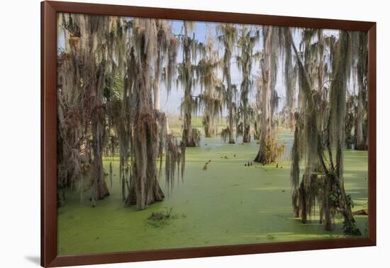 Cypress trees draped in Spanish moss, Circle B Ranch, Polk County, Florida-Adam Jones-Framed Photographic Print