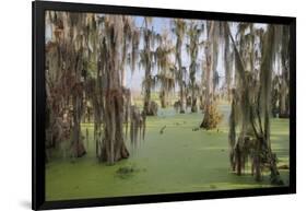 Cypress trees draped in Spanish moss, Circle B Ranch, Polk County, Florida-Adam Jones-Framed Photographic Print