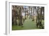 Cypress trees draped in Spanish moss, Circle B Ranch, Polk County, Florida-Adam Jones-Framed Photographic Print