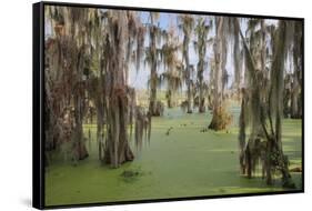 Cypress trees draped in Spanish moss, Circle B Ranch, Polk County, Florida-Adam Jones-Framed Stretched Canvas