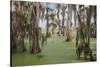 Cypress trees draped in Spanish moss, Circle B Ranch, Polk County, Florida-Adam Jones-Stretched Canvas