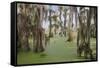 Cypress trees draped in Spanish moss, Circle B Ranch, Polk County, Florida-Adam Jones-Framed Stretched Canvas