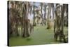 Cypress trees draped in Spanish moss, Circle B Ranch, Polk County, Florida-Adam Jones-Stretched Canvas