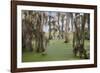 Cypress trees draped in Spanish moss, Circle B Ranch, Polk County, Florida-Adam Jones-Framed Photographic Print