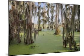 Cypress trees draped in Spanish moss, Circle B Ranch, Polk County, Florida-Adam Jones-Mounted Photographic Print