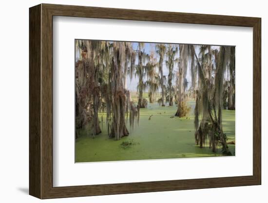 Cypress trees draped in Spanish moss, Circle B Ranch, Polk County, Florida-Adam Jones-Framed Photographic Print