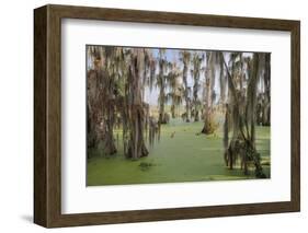 Cypress trees draped in Spanish moss, Circle B Ranch, Polk County, Florida-Adam Jones-Framed Photographic Print