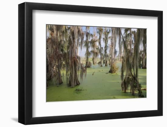 Cypress trees draped in Spanish moss, Circle B Ranch, Polk County, Florida-Adam Jones-Framed Photographic Print