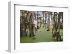 Cypress trees draped in Spanish moss, Circle B Ranch, Polk County, Florida-Adam Jones-Framed Photographic Print