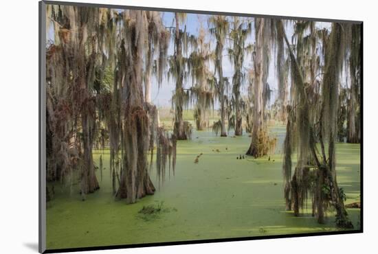 Cypress trees draped in Spanish moss, Circle B Ranch, Polk County, Florida-Adam Jones-Mounted Photographic Print