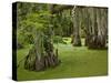 Cypress Trees Growing in Swamp with Duckweed, Merchants Millpond State Park, North Carolina, Usa-Paul Souders-Stretched Canvas