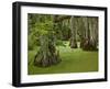 Cypress Trees Growing in Swamp with Duckweed, Merchants Millpond State Park, North Carolina, Usa-Paul Souders-Framed Photographic Print