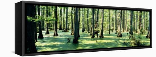 Cypress Trees in a Forest, Shawnee National Forest, Illinois, USA-null-Framed Stretched Canvas