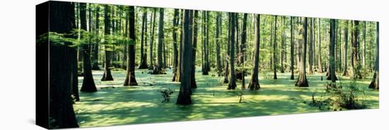 Cypress Trees in a Forest, Shawnee National Forest, Illinois, USA-null-Stretched Canvas