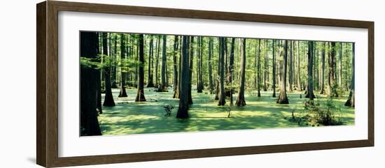 Cypress Trees in a Forest, Shawnee National Forest, Illinois, USA-null-Framed Photographic Print