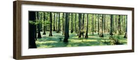 Cypress Trees in a Forest, Shawnee National Forest, Illinois, USA-null-Framed Photographic Print