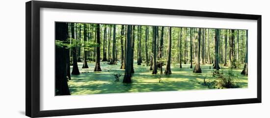 Cypress Trees in a Forest, Shawnee National Forest, Illinois, USA-null-Framed Photographic Print