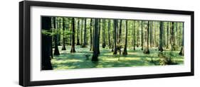 Cypress Trees in a Forest, Shawnee National Forest, Illinois, USA-null-Framed Photographic Print