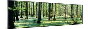 Cypress Trees in a Forest, Shawnee National Forest, Illinois, USA-null-Mounted Photographic Print