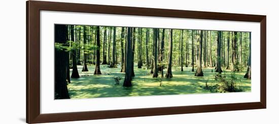 Cypress Trees in a Forest, Shawnee National Forest, Illinois, USA-null-Framed Photographic Print