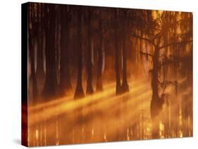 Cypress Trees in Foggy Sunrise, George Smith State Park, Georgia, USA-Joanne Wells-Stretched Canvas