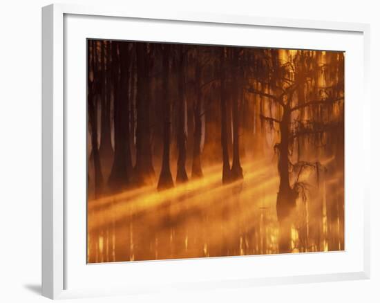 Cypress Trees in Foggy Sunrise, George Smith State Park, Georgia, USA-Joanne Wells-Framed Photographic Print