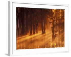 Cypress Trees in Foggy Sunrise, George Smith State Park, Georgia, USA-Joanne Wells-Framed Photographic Print