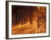 Cypress Trees in Foggy Sunrise, George Smith State Park, Georgia, USA-Joanne Wells-Framed Photographic Print