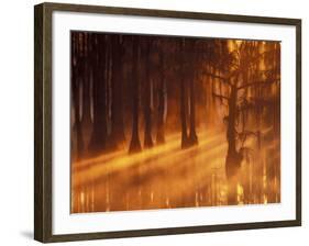 Cypress Trees in Foggy Sunrise, George Smith State Park, Georgia, USA-Joanne Wells-Framed Photographic Print