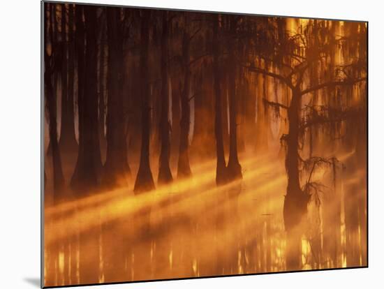 Cypress Trees in Foggy Sunrise, George Smith State Park, Georgia, USA-Joanne Wells-Mounted Photographic Print