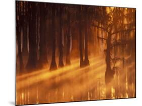 Cypress Trees in Foggy Sunrise, George Smith State Park, Georgia, USA-Joanne Wells-Mounted Photographic Print