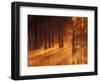 Cypress Trees in Foggy Sunrise, George Smith State Park, Georgia, USA-Joanne Wells-Framed Photographic Print