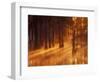 Cypress Trees in Foggy Sunrise, George Smith State Park, Georgia, USA-Joanne Wells-Framed Photographic Print