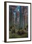 Cypress Trees In Heron Pond-Steve Gadomski-Framed Photographic Print