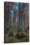 Cypress Trees In Heron Pond-Steve Gadomski-Stretched Canvas