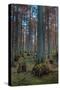 Cypress Trees In Heron Pond-Steve Gadomski-Stretched Canvas