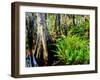 Cypress trees in swamp, Six Mile Cypress Slough Preserve, Fort Myers, Florida, USA-null-Framed Photographic Print