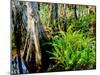 Cypress trees in swamp, Six Mile Cypress Slough Preserve, Fort Myers, Florida, USA-null-Mounted Photographic Print