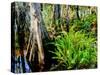 Cypress trees in swamp, Six Mile Cypress Slough Preserve, Fort Myers, Florida, USA-null-Stretched Canvas