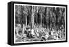 Cypress Trees in the Cemetery of Scutari, Turkey, 1895-null-Framed Stretched Canvas