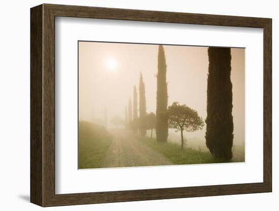 Cypress Trees in the Early Morning Fog-Markus Lange-Framed Photographic Print