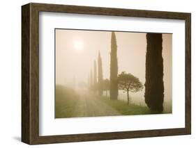 Cypress Trees in the Early Morning Fog-Markus Lange-Framed Photographic Print