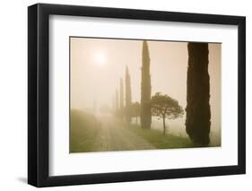 Cypress Trees in the Early Morning Fog-Markus Lange-Framed Photographic Print