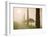 Cypress Trees in the Early Morning Fog-Markus Lange-Framed Photographic Print