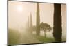 Cypress Trees in the Early Morning Fog-Markus Lange-Mounted Photographic Print