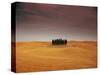 Cypress Trees in Tuscan Field, Val d'Orcia, Siena Province, Tuscany, Italy-Sergio Pitamitz-Stretched Canvas