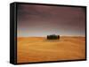 Cypress Trees in Tuscan Field, Val d'Orcia, Siena Province, Tuscany, Italy-Sergio Pitamitz-Framed Stretched Canvas